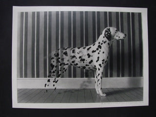 Allsburg, Chris Van. (b. 1949) Dalmation 1 - SIGNED