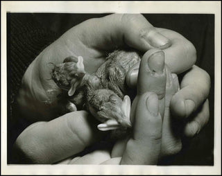 Bourke-White, Margaret. (1904 - 1971) Original Photograph