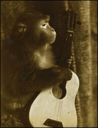 [Monkey Music] Original Photograph of Mashka, the Russian Monkey Guitar Virtuoso